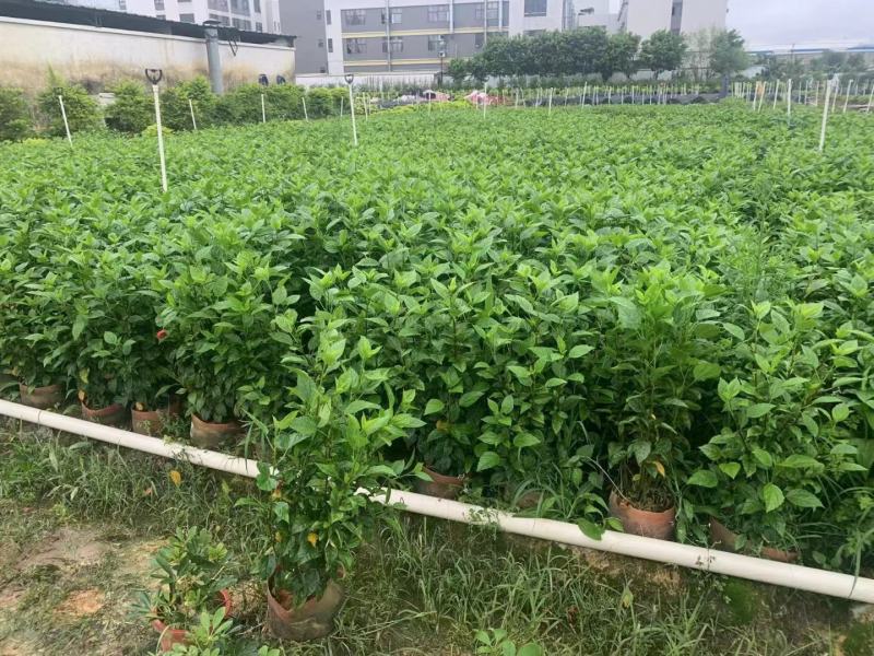 佛山三水大红花一手货源基地直销，开花绿植