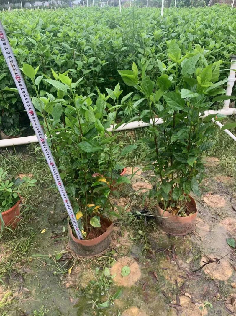 佛山三水大红花一手货源基地直销，开花绿植