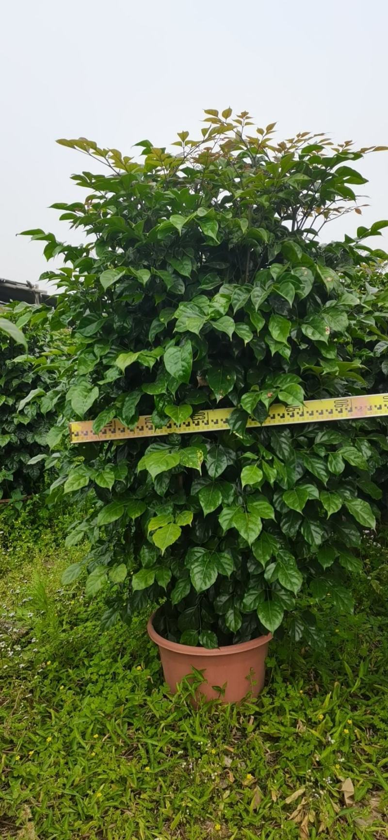 绿宝广东佛山三水苗木，基地直发，批发价格