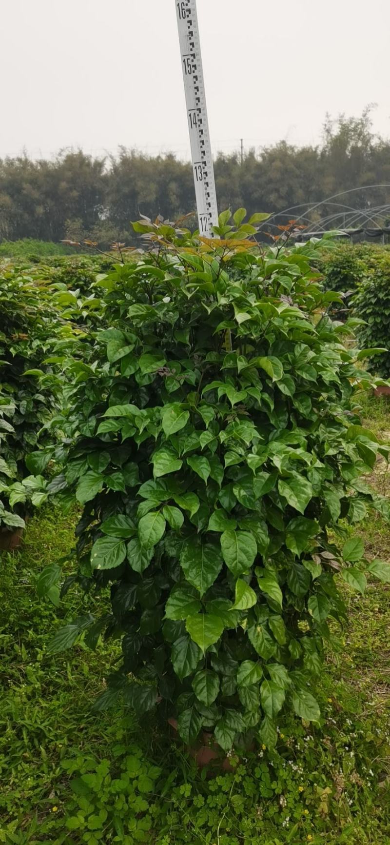 绿宝广东佛山三水苗木，基地直发，批发价格