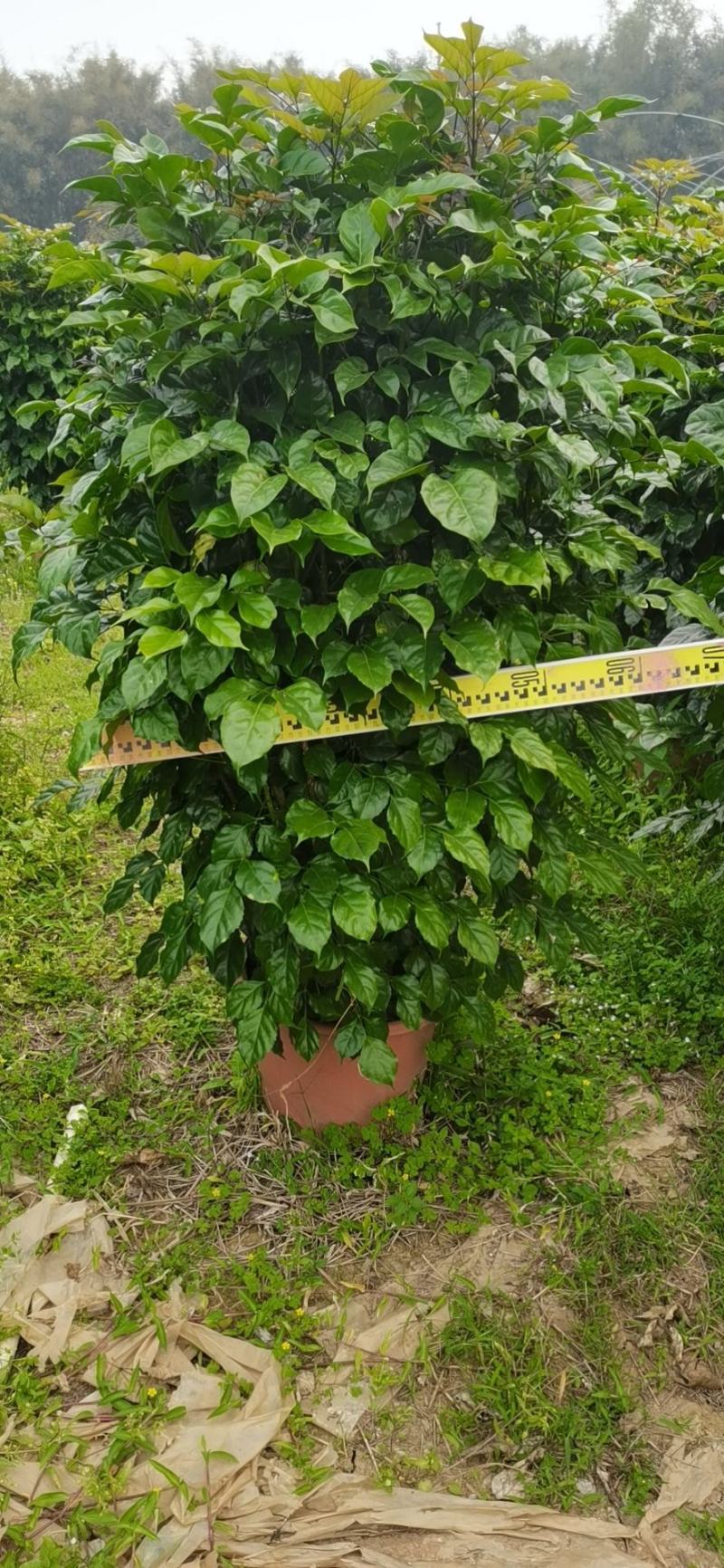 绿宝广东佛山三水苗木，基地直发，批发价格