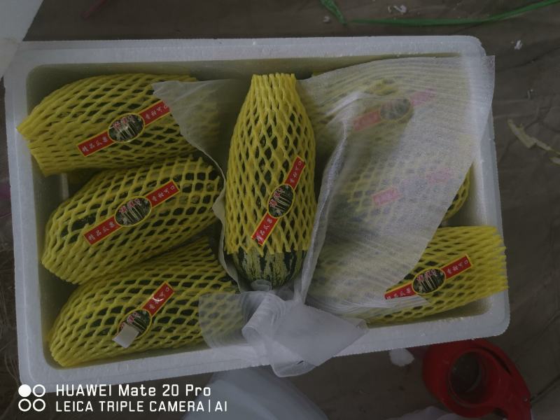 精选博洋九甜瓜口感脆甜绿皮白刚绿皮黄刚品种齐全