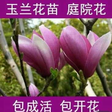 玉兰花新品种四季开花带花苞发货的带土发货包邮包成活的南北