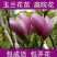 玉兰花新品种四季开花带花苞发货的带土发货包邮包成活的南北