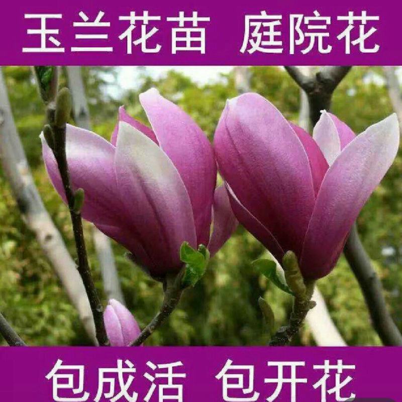玉兰花新品种四季开花带花苞发货的带土发货包邮包成活的南北