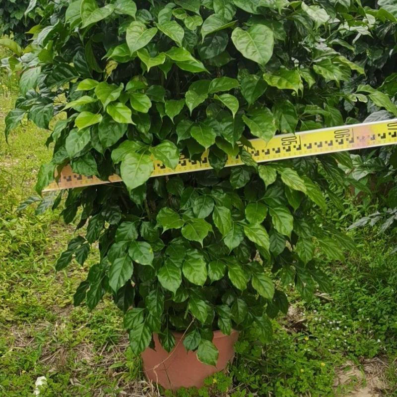 绿宝广东佛山三水苗木，基地直发，批发价格