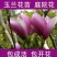 玉兰花新品种四季开花带花苞发货的带土发货包邮包成活的南北
