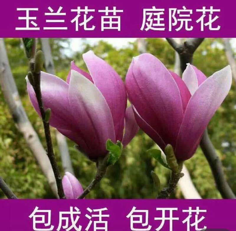玉兰花新品种四季开花带花苞发货的带土发货包邮包成活的南北