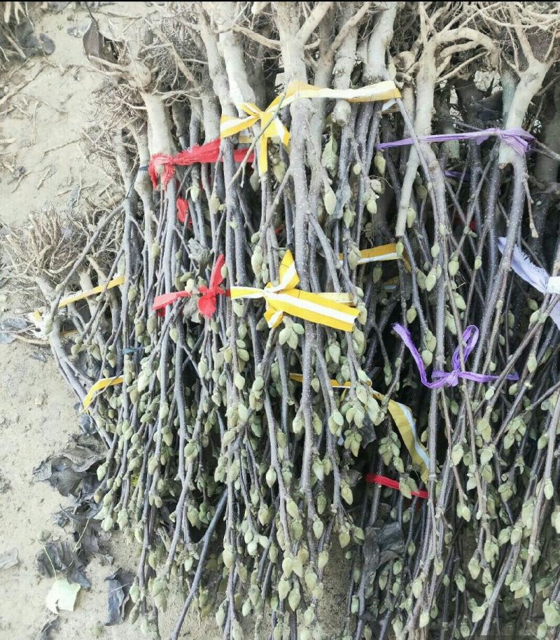 玉兰花新品种四季开花带花苞发货的带土发货包邮包成活的南北