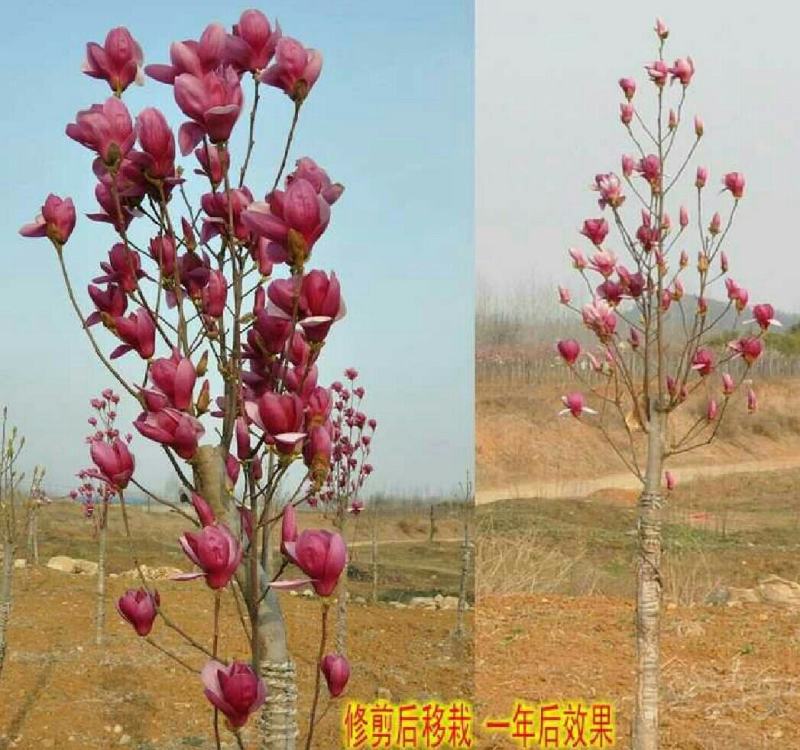 玉兰花新品种四季开花带花苞发货的带土发货包邮包成活的南北