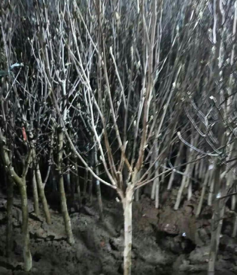 玉兰花新品种四季开花带花苞发货的带土发货包邮包成活的南北