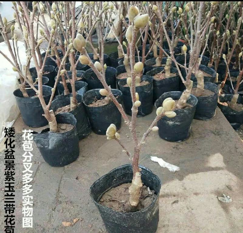 玉兰花新品种四季开花带花苞发货的带土发货包邮包成活的南北