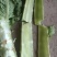 四川成都彭州莴笋，货量充足品质佳，规格齐全，欢迎咨询