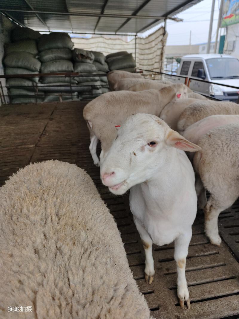 [热]湖羊高产多胎一年两窝一窝2-4只包成活，包技术