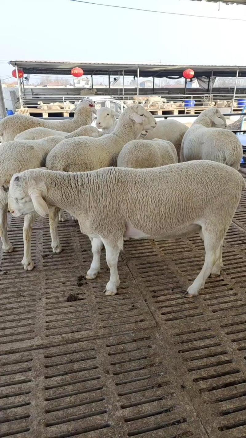 [热]湖羊高产多胎一年两窝一窝2-4只包成活，包技术