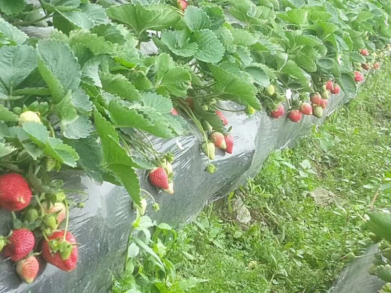 脱毒草莓苗，基地科学培育，苗壮根系发达，欢迎各位老板参观