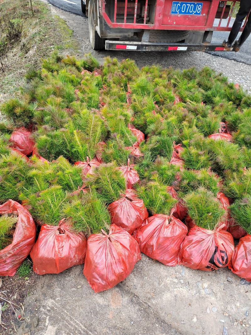 【推荐】江西湿地松杯苗产地直发品质保证诚信经营欢迎采购