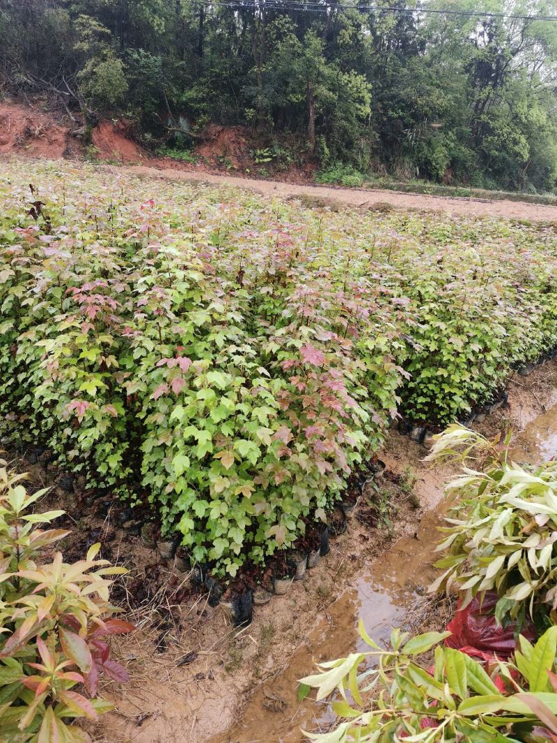 50-80公分高枫香杯苗大量上市供应、江西枫香杯苗基地