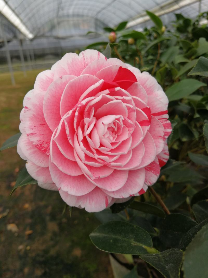 越南海棠抱径茶花海棠茶基地直接批发各种品种茶花海棠