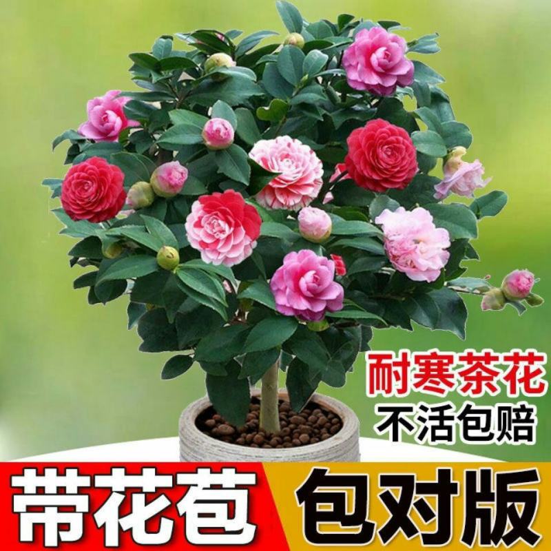 五色赤丹山茶花一树开多色耐寒耐热四季常青盆栽植物室内好养