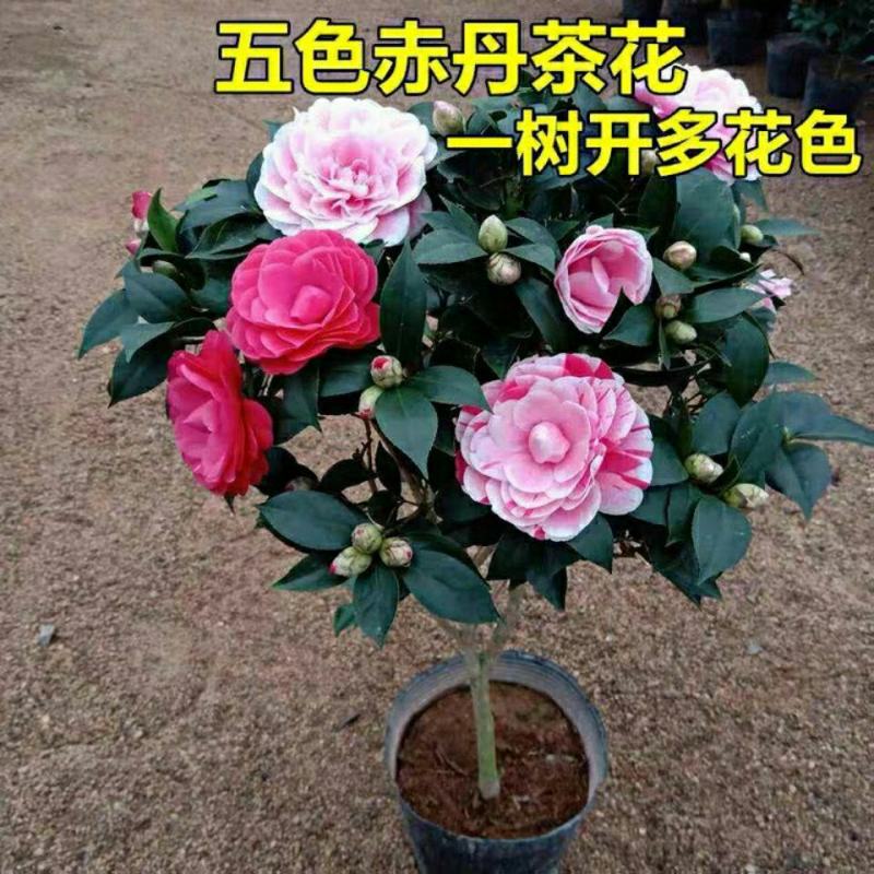 五色赤丹山茶花一树开多色耐寒耐热四季常青盆栽植物室内好养