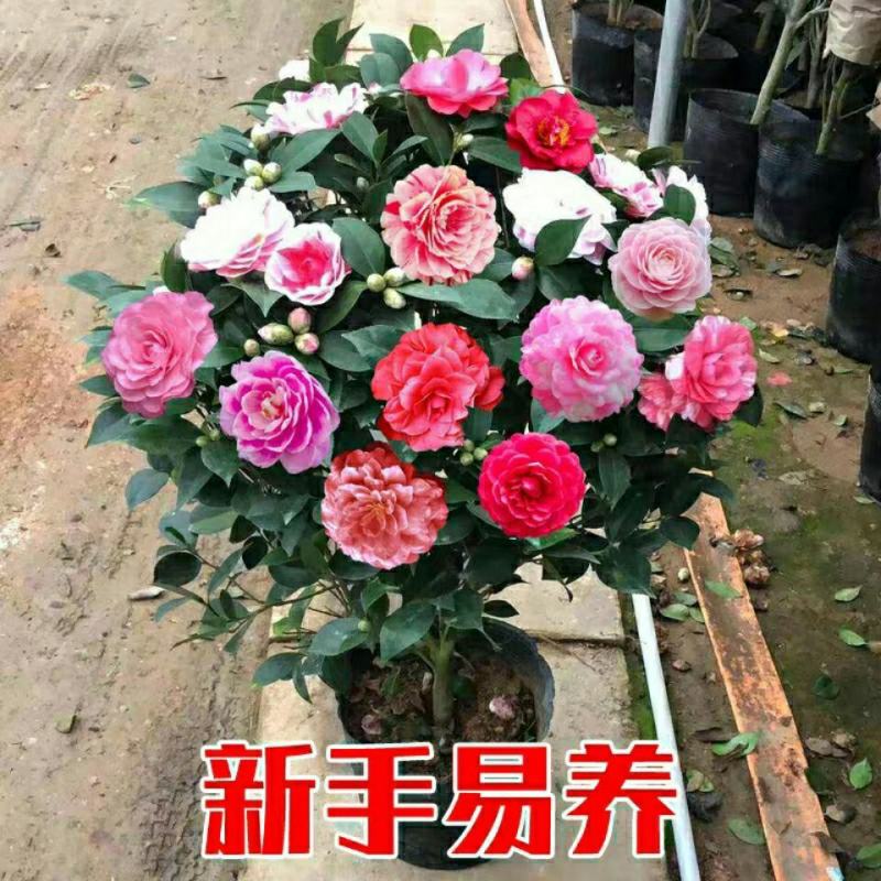 五色赤丹山茶花一树开多色耐寒耐热四季常青盆栽植物室内好养