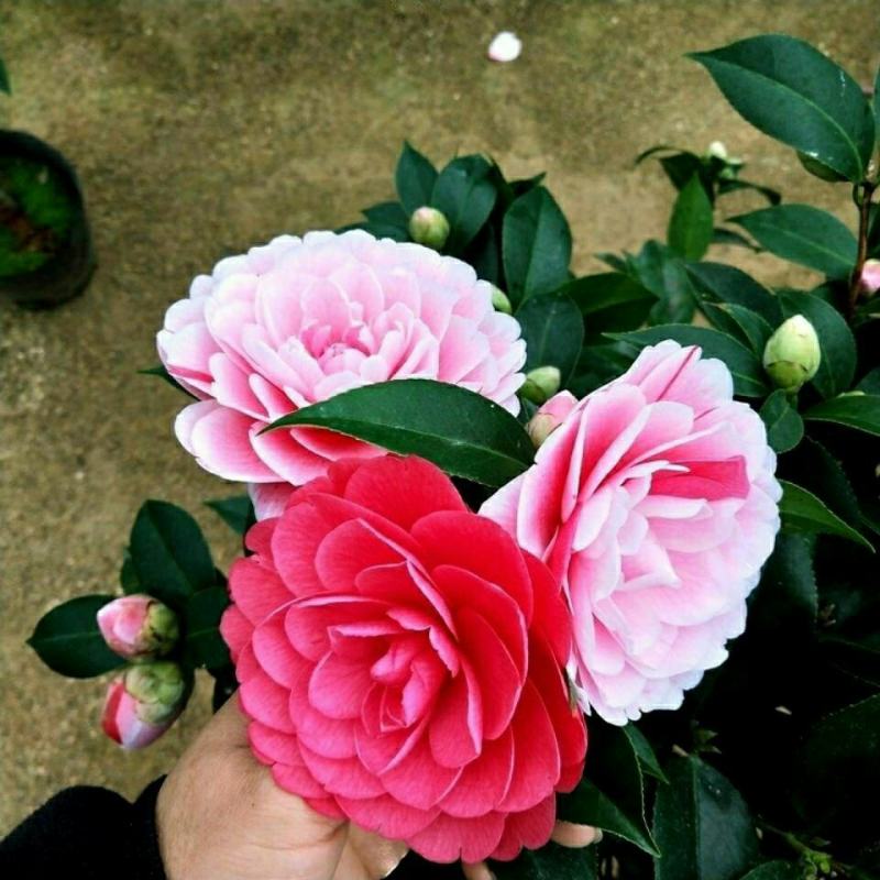 五色赤丹山茶花一树开多色耐寒耐热四季常青盆栽植物室内好养