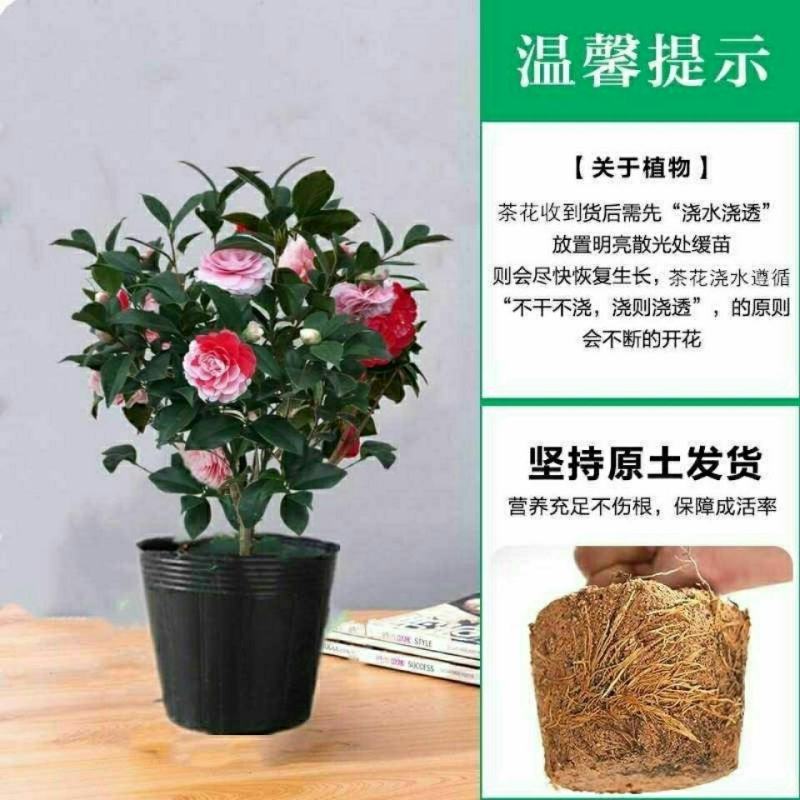 五色赤丹山茶花一树开多色耐寒耐热四季常青盆栽植物室内好养