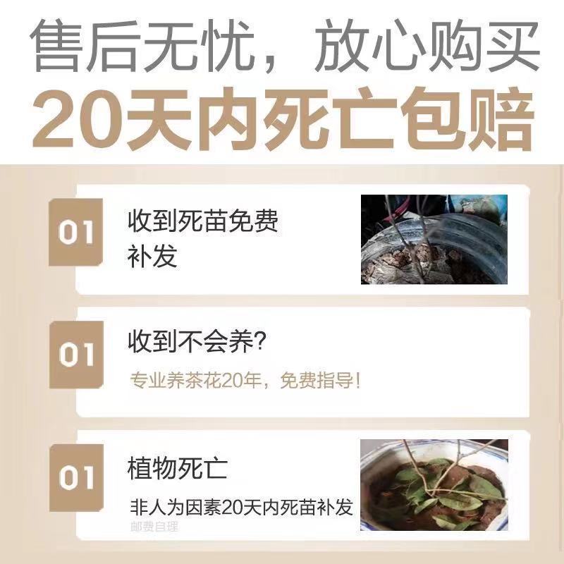 五色赤丹山茶花一树开多色耐寒耐热四季常青盆栽植物室内好养