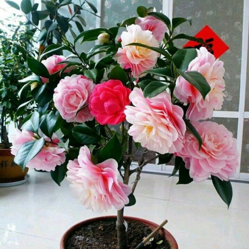 五色赤丹山茶花一树开多色耐寒耐热四季常青盆栽植物室内好养