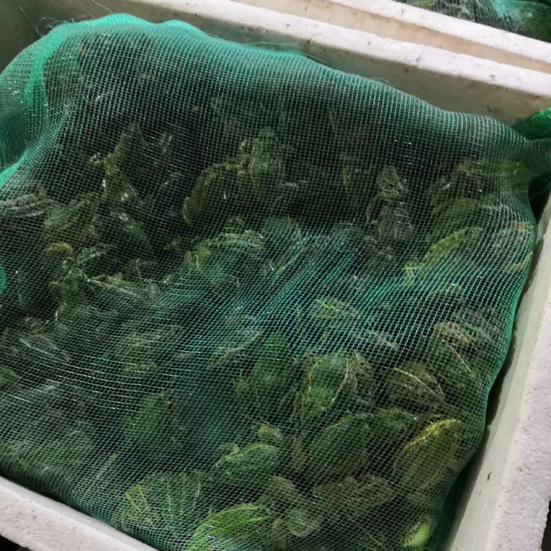 黑斑蛙
