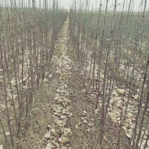 出售大量果树苗，龙丰，鸡心果，大小山丁子，3年龙峰大树，