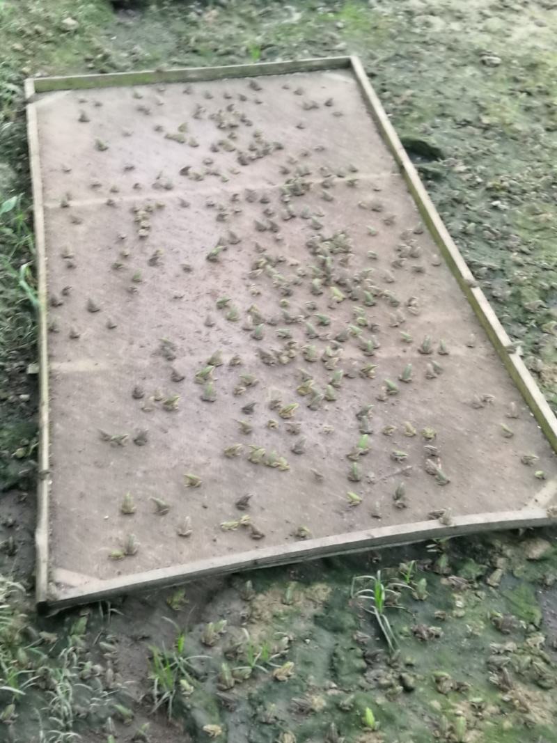 黑斑蛙