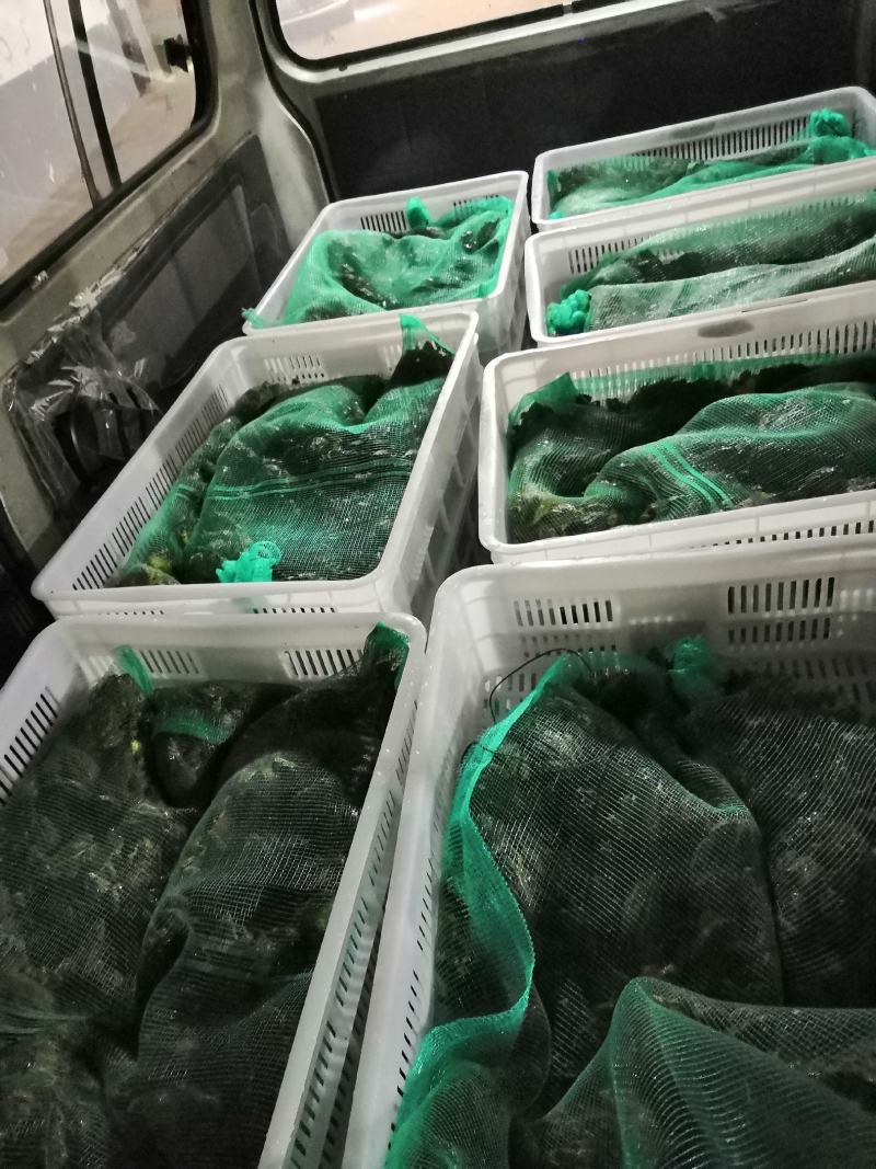 黑斑蛙
