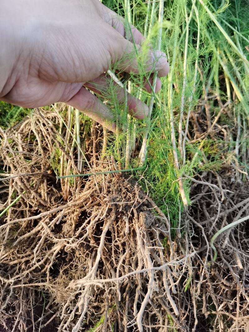 芦笋种苗多年生芦笋苗芦笋大苗小苗基地供应根系发达养殖