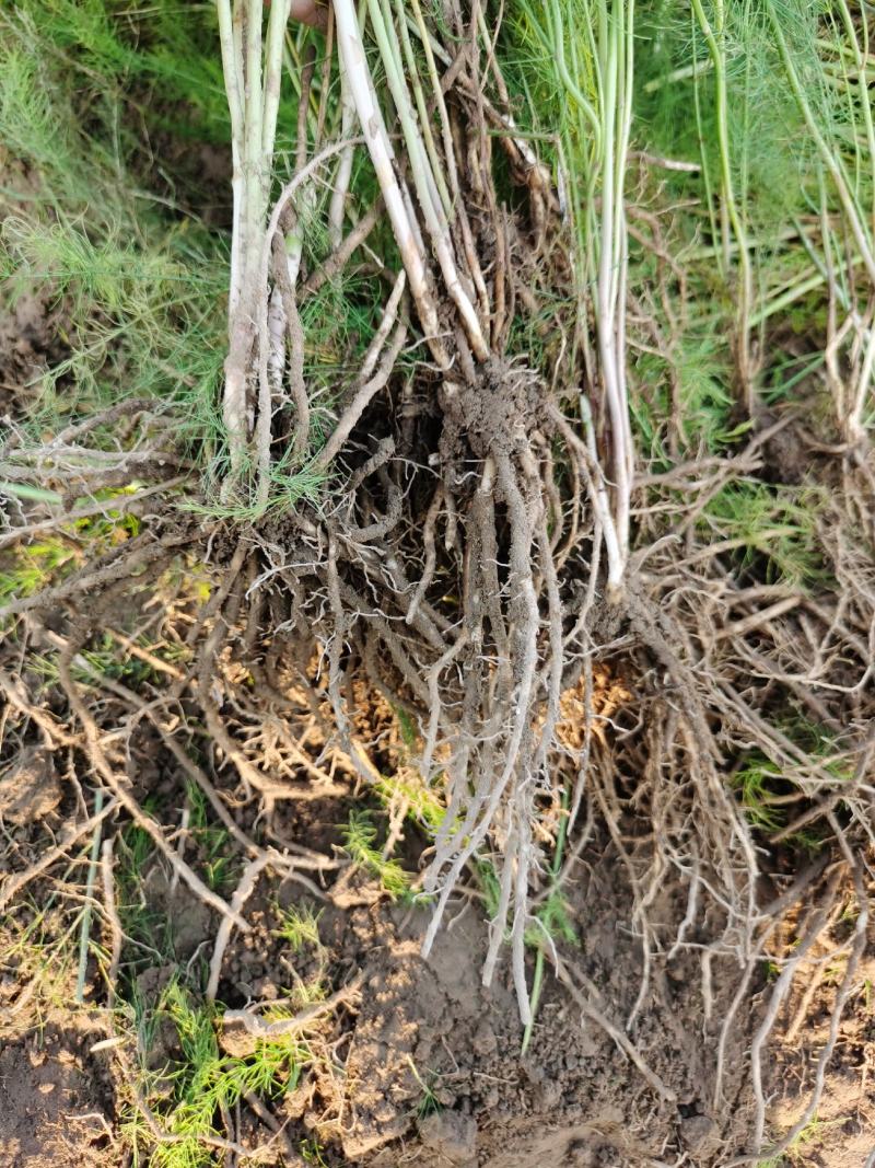 芦笋种苗多年生芦笋苗芦笋大苗小苗基地供应根系发达养殖