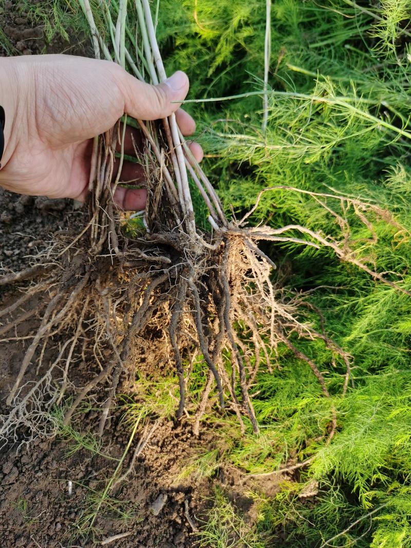 芦笋种苗多年生芦笋苗芦笋大苗小苗基地供应根系发达养殖