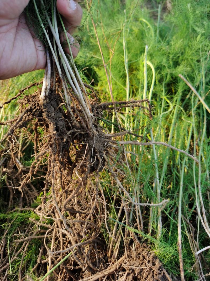 芦笋种苗多年生芦笋苗芦笋大苗小苗基地供应根系发达养殖