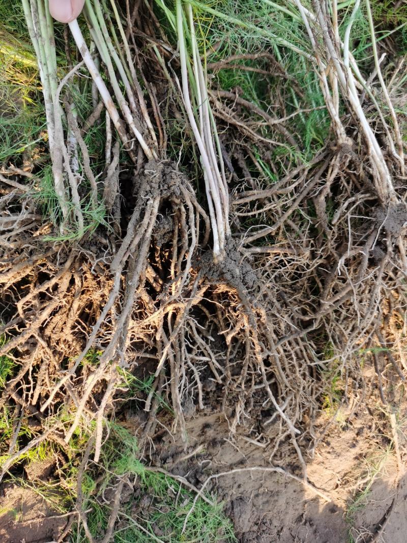 芦笋种苗多年生芦笋苗芦笋大苗小苗基地供应根系发达养殖