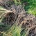 芦笋种苗多年生芦笋苗芦笋大苗小苗基地供应根系发达养殖