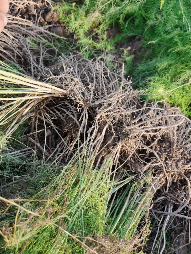 芦笋种苗多年生芦笋苗芦笋大苗小苗基地供应根系发达养殖