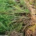 芦笋种苗多年生芦笋苗芦笋大苗小苗基地供应根系发达养殖