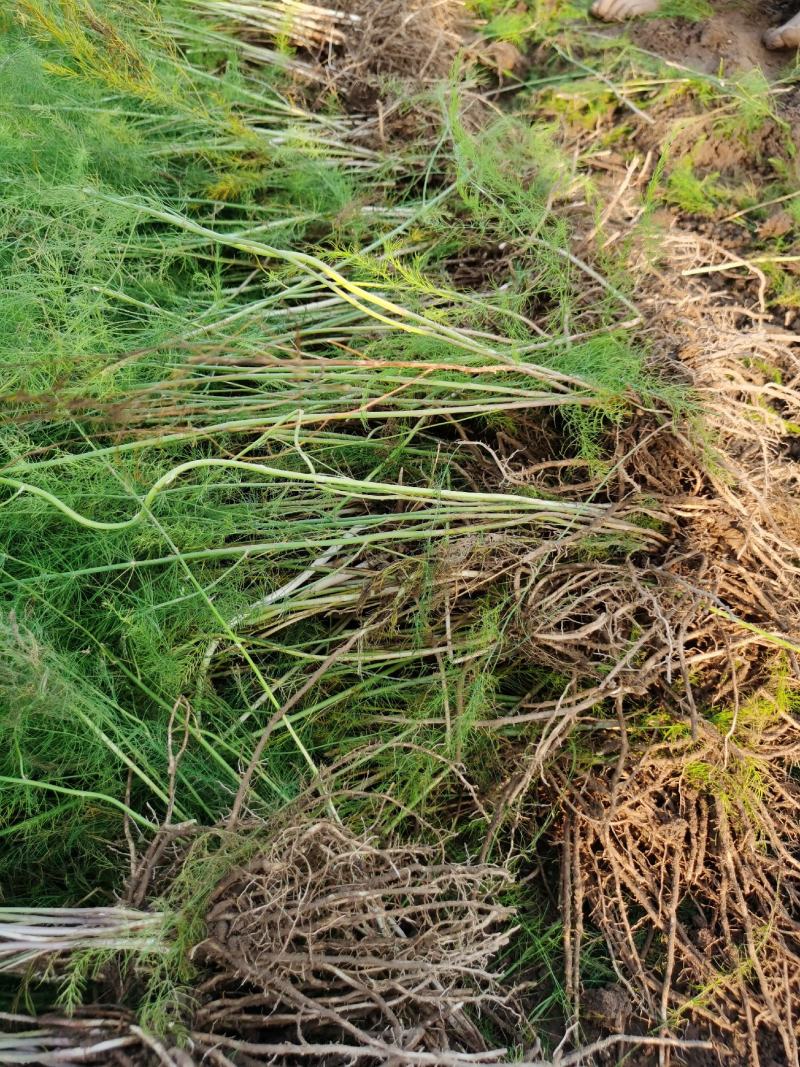 芦笋种苗多年生芦笋苗芦笋大苗小苗基地供应根系发达养殖