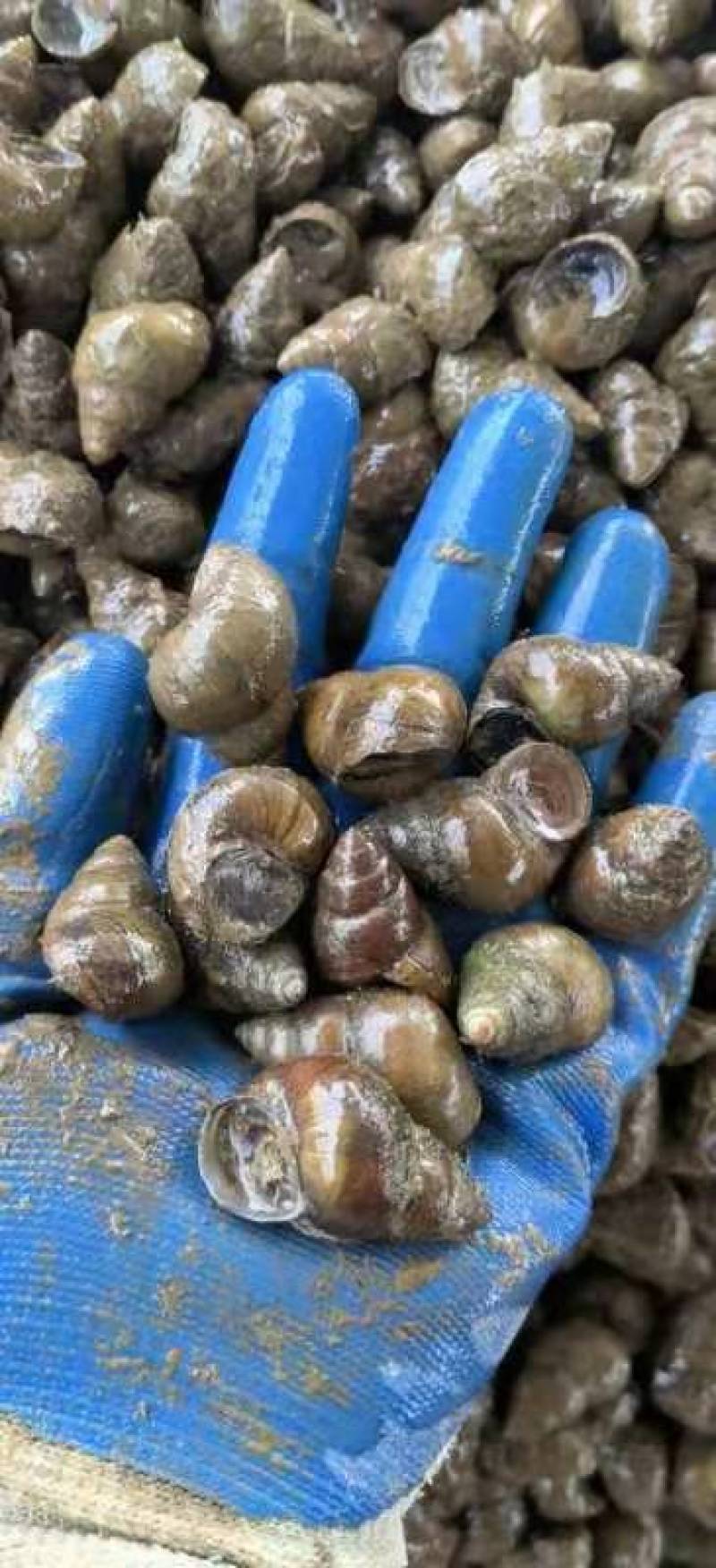 塘口直供一手货源价格低货量大全国能发剪尾螺薄壳肉多饱满