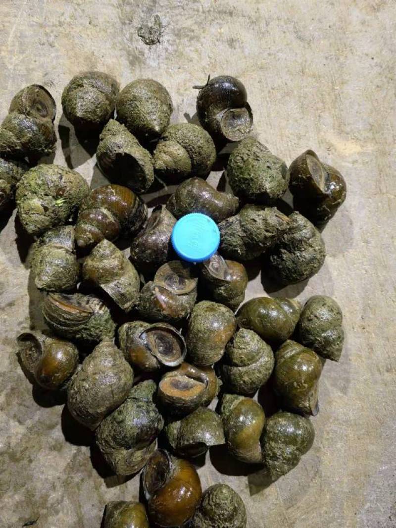 塘口直供一手货源价格低货量大全国能发剪尾螺薄壳肉多饱满
