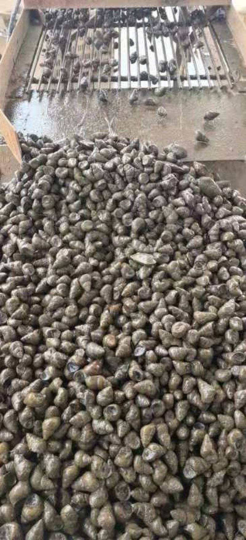 塘口直供一手货源价格低货量大全国能发剪尾螺薄壳肉多饱满