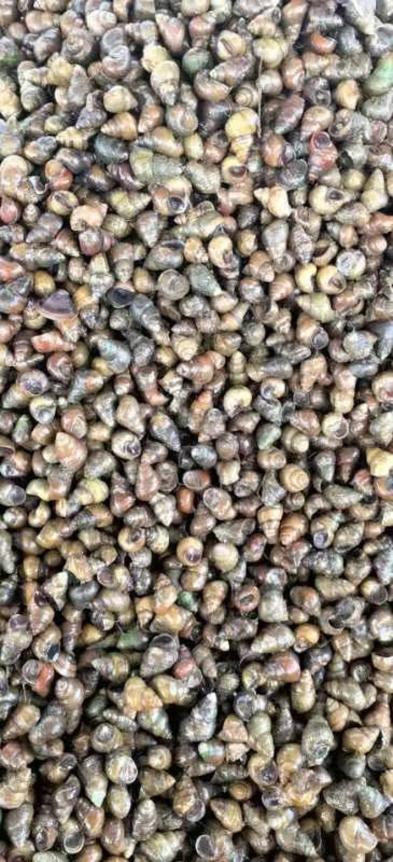 塘口直供一手货源价格低货量大全国能发剪尾螺薄壳肉多饱满