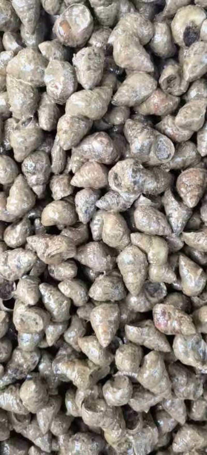 塘口直供一手货源价格低货量大全国能发剪尾螺薄壳肉多饱满