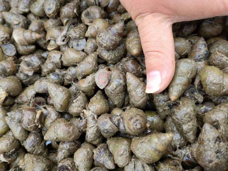 塘口直供一手货源价格低货量大全国能发剪尾螺薄壳肉多饱满