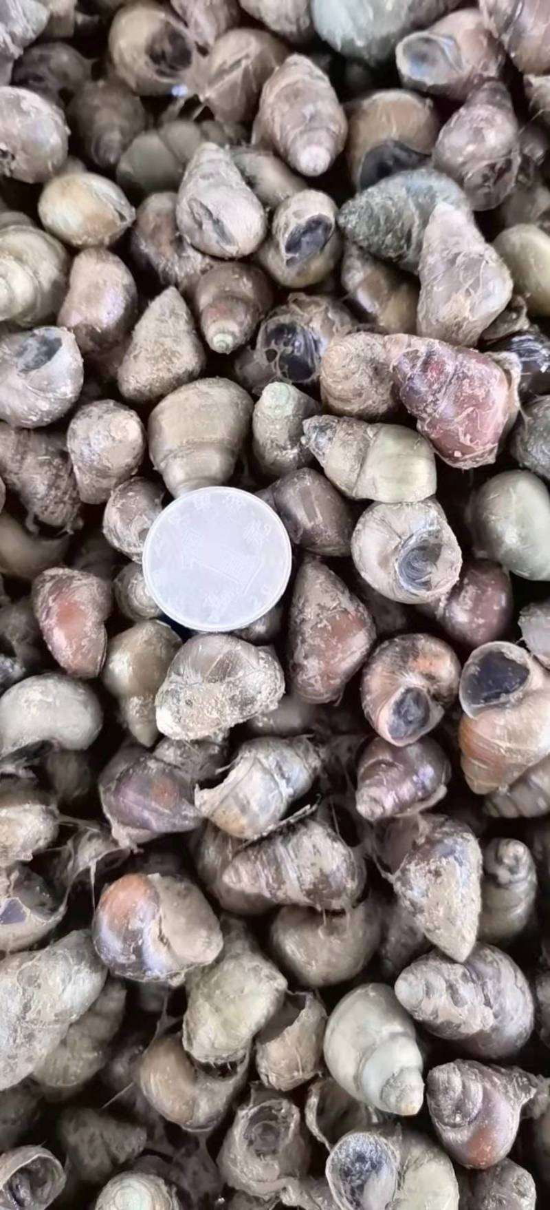 塘口直供一手货源价格低货量大全国能发剪尾螺薄壳肉多饱满